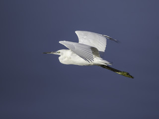 Obraz premium Little Egret in Flight