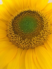 Obraz premium coeur de tournesol