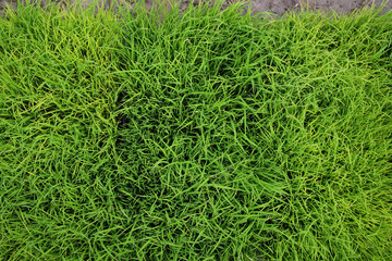 Rice sprout field, abstract greenery color background.