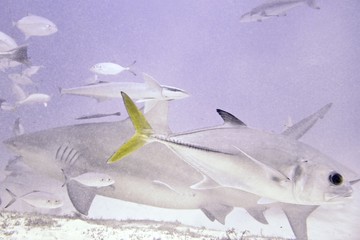 Scuba diving with Bull Sharks in the Caribbean - Underwater photography background