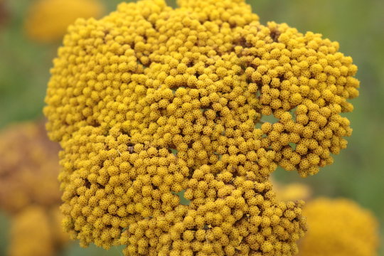 Hohe Scharfgabe - Achillea filipendulina 