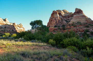 Fototapeta na wymiar red Navajo sandstone domes in Calf Creek Canyon Grand Staircase - Escalante National Monument, State Route 12, Utah
