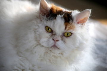 Reinrassige Selkirk Rex Katze Porträt