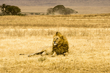 lion inside Ngorongoro crater in Tanzania, Africa