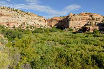 lush greenery at the bottom of Calf Creek Canyon 
Grand Staircase - Escalante National Monument, Garfield county, Utah