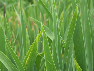 Green blades background