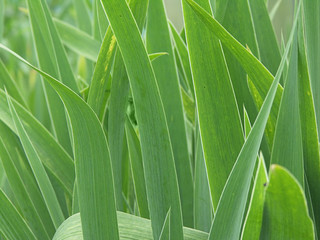 Green blades background