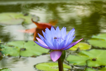 Water lilly, Nymphaea caerulea. Lilies Floating on a Lake. Purple Water Lily flowers in full Bloom. Guatemala