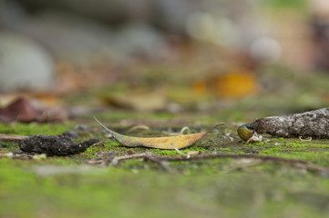 Close up of fallen leaf on mossy green floor