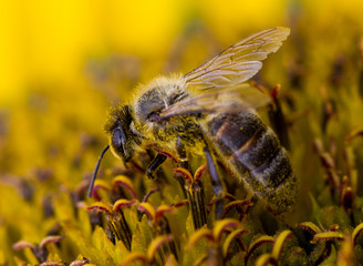Abeille butine tournesol