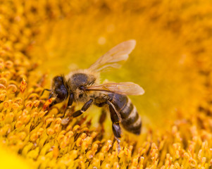 Abeille butine tournesol