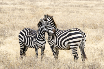 Fototapeta na wymiar Couple of zebras Ngorongoro National Park, Tanzania, Africa