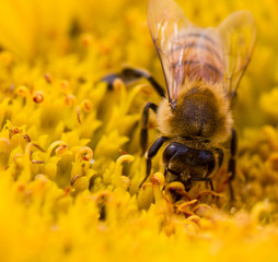 Abeille butine tournesol