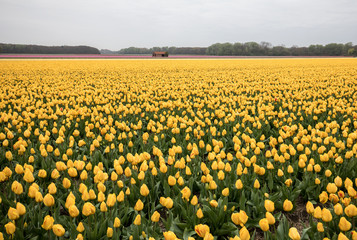 Fototapeta premium Yellow Tulips fields of the Bollenstreek, South Holland, Netherlands