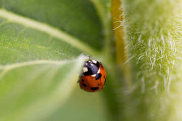 coccinelle sur une feuille de tournesol