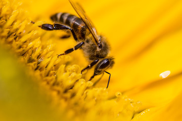 Abeille sur une fleur de tournesol