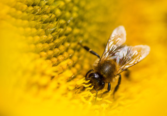 abeille sur une fleur de tournesol