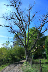 Village road in the mountains