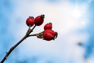 Rosehip