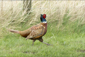 Fasan (Phasianus colchicus), Vogelart 