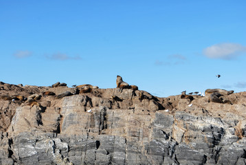 Ilha dos lobos marinhos, no Canal Beagle, nas proximidades de Ushuaia, na patagonia argentina.