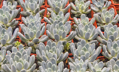 various types of succulent in flower pots in the greenhouse