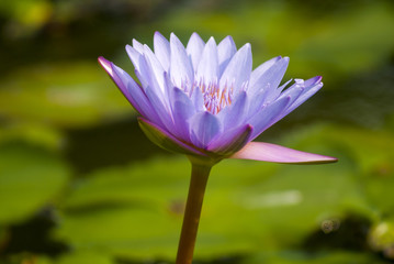 Obraz premium Water lilly, Nymphaea caerulea. Lilies Floating on a Lake. Purple Water Lily flowers in full Bloom. Guatemala