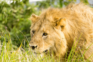 Male Lion watching through the grass the lionesses who are ready for the hunt in Ngorongoro Conservation Area, Tanzania, Africa