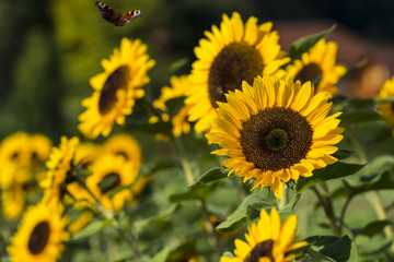 Obraz premium Sonnenblume auf einem Sonnenblumenfeld mit einem fliegenden Schmetterling (Tagpfauenauge)