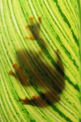 Obraz premium Tree frog, wallece, flying frog