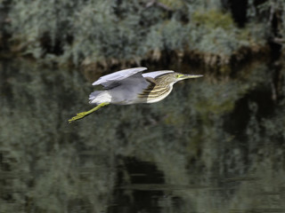 Squacco Heron in Flight