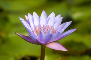 Water lilly, Nymphaea caerulea. Lilies Floating on a Lake. Purple Water Lily flowers in full Bloom. Guatemala