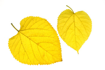 autumn yellow leaf isolated on white background