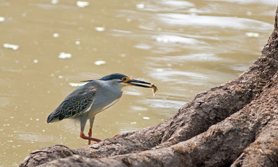 Grey Squacco Heron is a migratory bird to Africa.  It has just caught a fish which is in its beak, with a natural lake background.  South Luangwa, Zambia