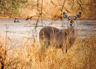 Waterbuck (Kobus ellipsiprymnus0 standing in the bush with glden sunlight lighting up the yellow dried grass