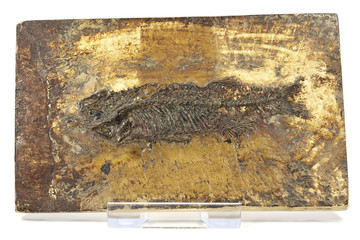 Thaumaturus intermedius fish fossil from Messel Pit near Darmstadt, Germany © Björn Wylezich