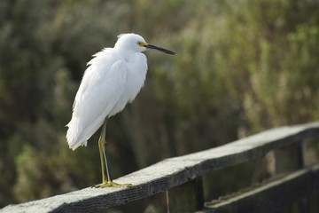 Snowy Egret
