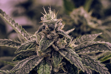 Live Cannabis Bud Shot