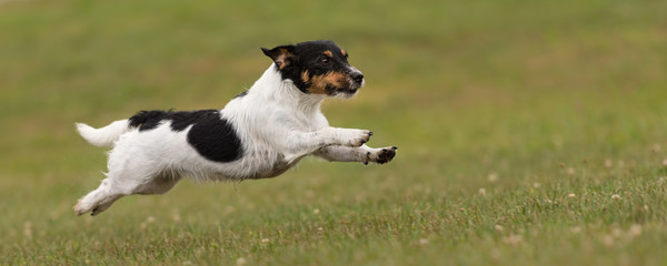 Cute small dog flies fast over a green meadow - Jack Russell Terrier