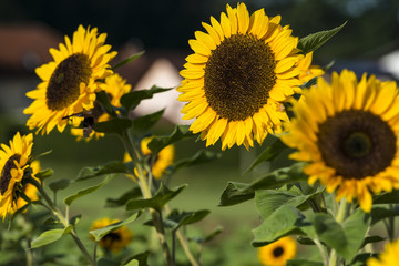 Mehrere Sonnenblumen auf einem Sonnenblumenfeld