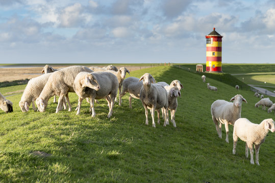 Deutschland,Niedersachsen,Krummh&ouml;rn, der Leuchtturm von Pilsum.