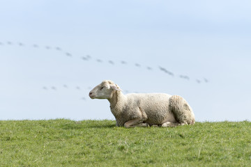 Obraz premium Deutschland, Niedersachsen, Ostfriesland, Krummhörn, Schafe beim Pilsumer Leuchtturm.