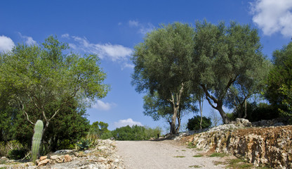 Landschaftsaufnahme auf Mallorca