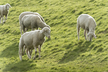 Deutschland, Niedersachsen, Ostfriesland, Krummhörn, Schafe am Deich bei Pilsum.