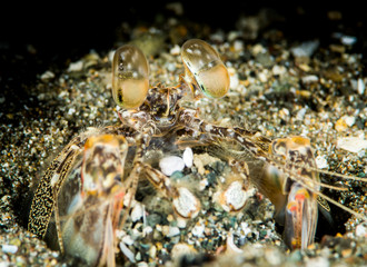 tiger mantis shrimp