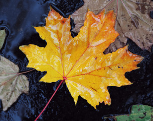 Maple leaf bright and colorful