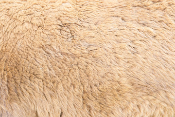 Alpaca fleece background © bohbeh