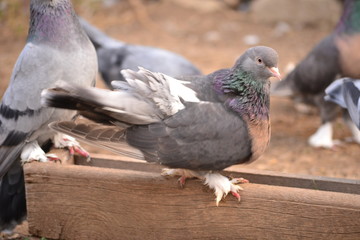 pigeon, bird, dove, nature, animal, feather, isolated, wild, peace, white, wing, background, wildlife, symbol, freedom, beak, fly, one, beauty, beautiful, wings, flight, grey, vector, gray, illustrati
