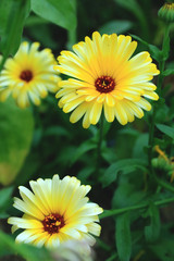 Bee on the wild mountain flower
