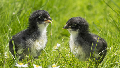 chickens in grass